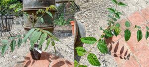 Toona sinensis Maggibaum Pflanze kaufen