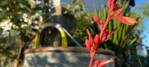Hesperaloe parviflora kaufen
